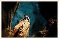Museo naturalistico il Nibbio