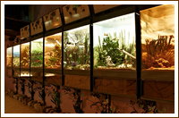 Museo naturalistico il Nibbio