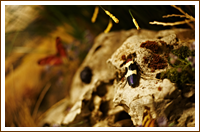 Museo naturalistico il Nibbio