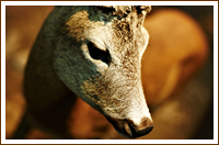 Museo naturalistico il Nibbio