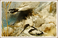 Museo naturalistico il Nibbio