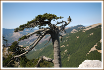PARCO NAZIONALE DEL POLLINO